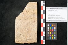Foto (Objekt + Etikett) von Glyptostrobus europaeus Brongniarti (NHMW-GEO-2024-0188-8078)